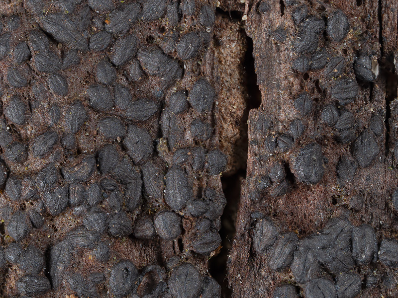 Byssolophis ampla Byssolophis ampla